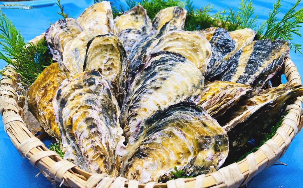 【3回定期便】 牡蠣 坂越かき 殻付き20個～25個 ＋ むき身200g（牡蠣ナイフ付き）