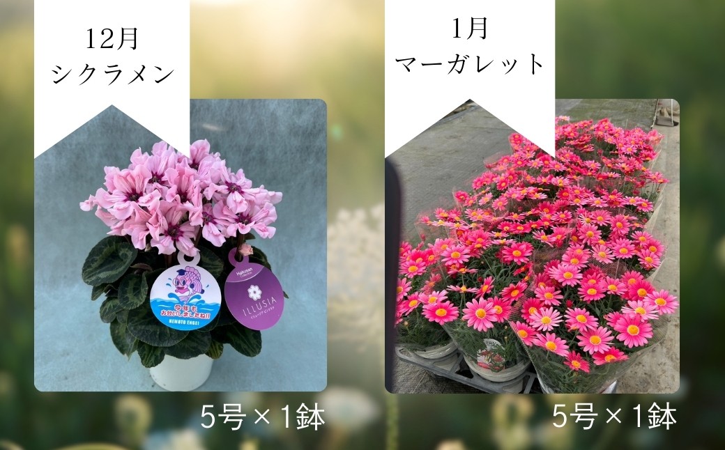 【先行予約】花ギフト定期便 6ヶ月 シクラメン クレマチス アジサイ | 花 お花 ギフト フラワーギフト 根本園芸