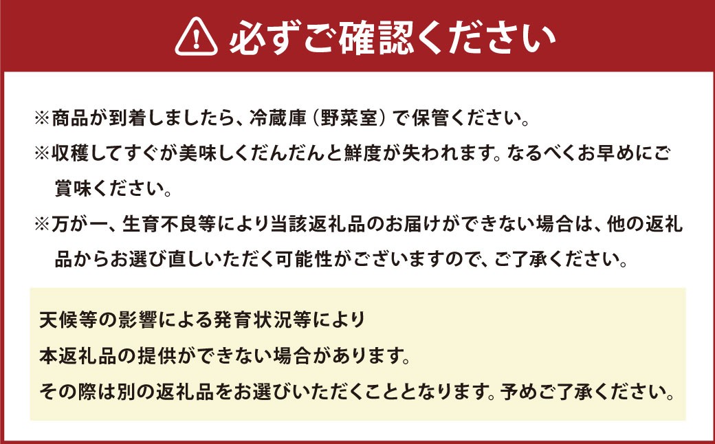 【2026年4月下旬発送開始】熊本県宇城市不知火町の海沿いの段々畑で作った「河内晩柑」約10kg（26-33玉）