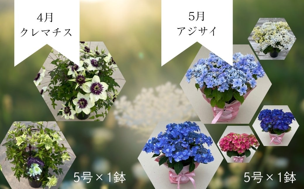 【先行予約】花ギフト定期便 6ヶ月 シクラメン クレマチス アジサイ | 花 お花 ギフト フラワーギフト 根本園芸