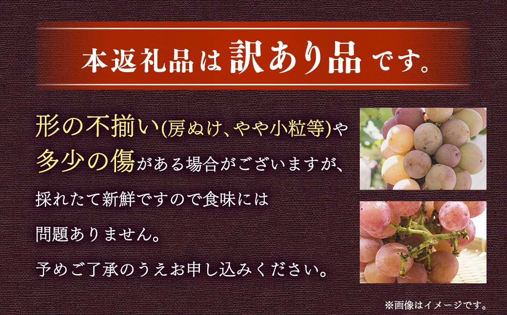 【訳あり】 《種なし》 岡山県産 クイーンニーナ 約2kg（5～7房）