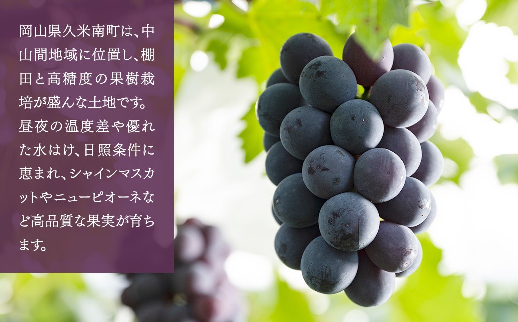 ニューピオーネ 1.2kg（2～3房）