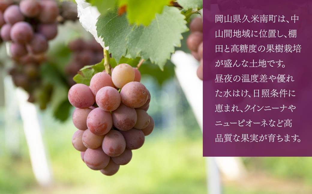 《種なし》 岡山県産 クイーンニーナ 手軽なカップタイプ 約300g × 4カップ 計約1.2kg