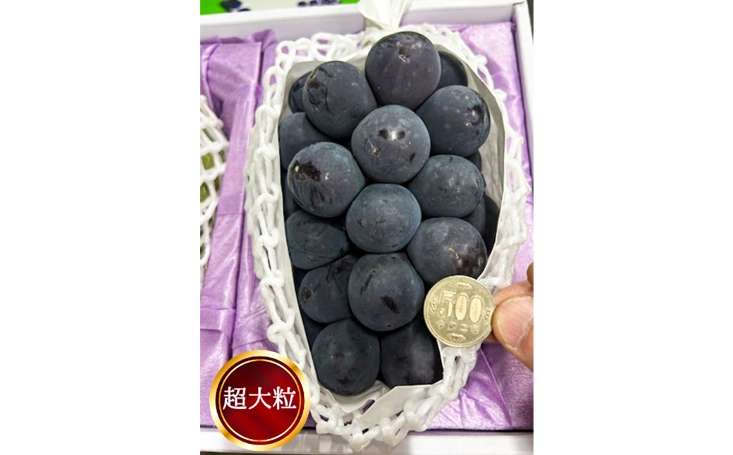 ぼっけえ大粒ピオーネ1房 800g以上 化粧箱入り