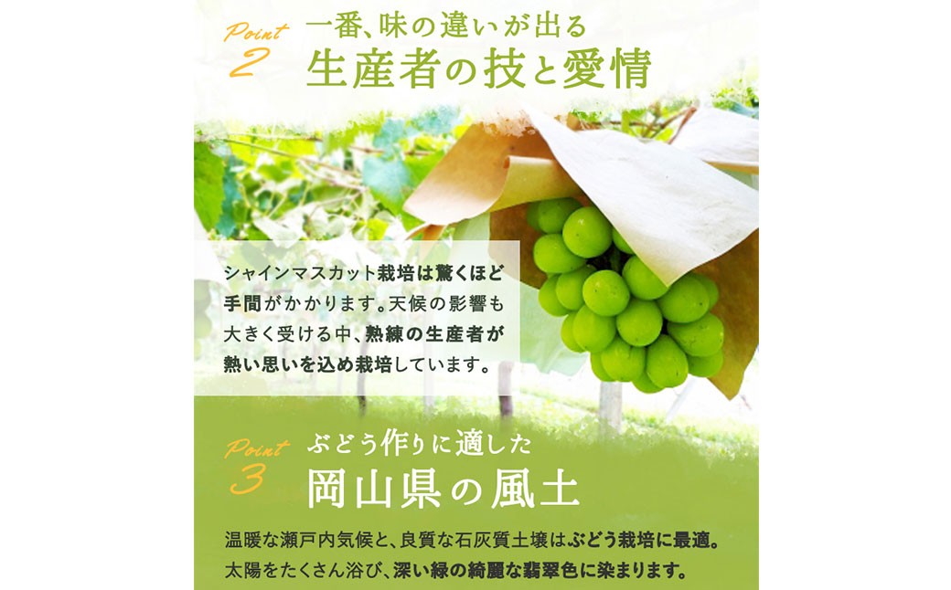 シャインマスカット【晴王】2kg 3房～5房入り