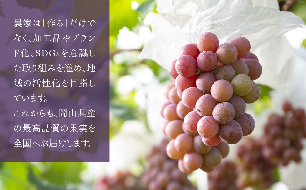 【訳あり】 《種なし》 岡山県産 クイーンニーナ 約2kg（5～7房）