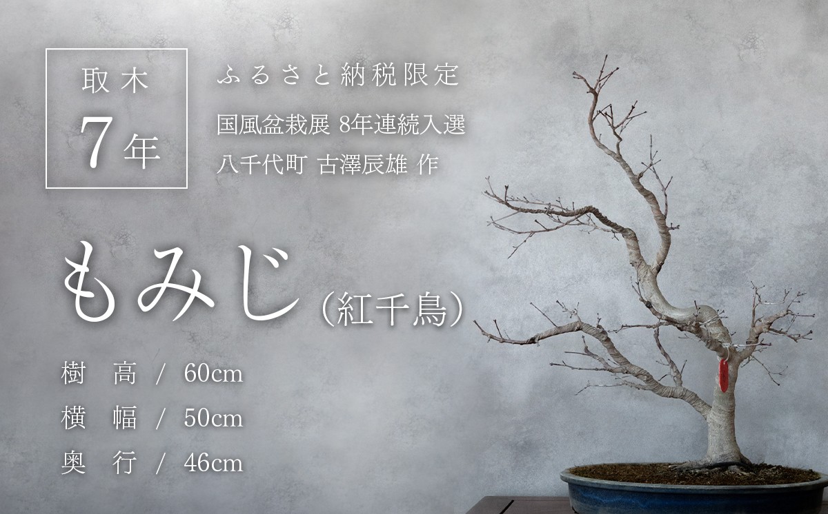 1枚目の写真は、冬の剪定後の盆栽を撮影。
（撮影日）2025年01月21日