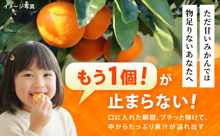 みかん ミカン 蜜柑 mikan 5kg オレンジ おれんじ 柑橘 かんきつ フルーツ ふるーつ 果物 くだもの みかんジュース