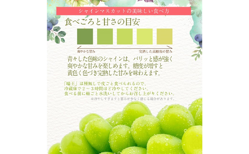 晴王 シャインマスカット晴王 2房 約1.2kg