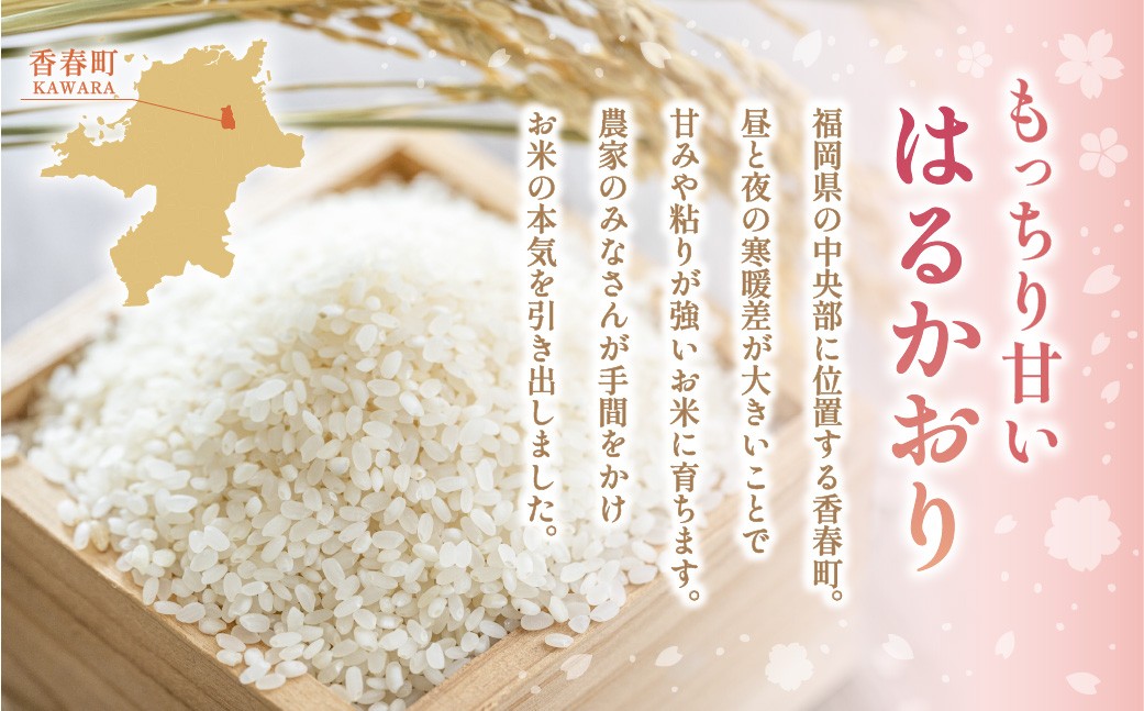 【1ヶ月毎4回定期便】はるかおり5kg