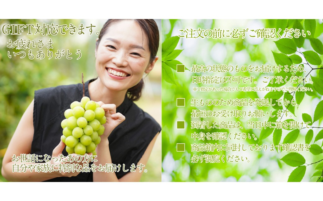 赤秀ぶどうプレミアム シャインマスカット 晴王 1房 約700g
