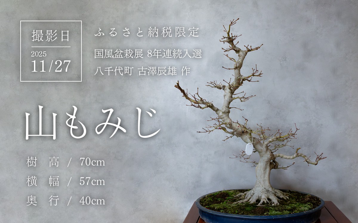 秋の葉狩りと剪定後の盆栽を撮影
（撮影日）2025年11月27日