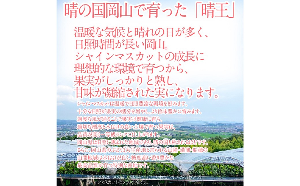 【お中元対象商品】 晴王 シャインマスカット晴王