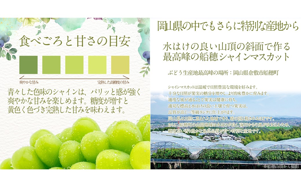 赤秀ぶどう プレミアム シャインマスカット 晴王 1房 約600g