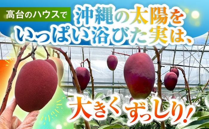 沖縄県産 完熟マンゴー 訳アリ 1kg (2〜3玉) マンゴー 沖縄 果物 フルーツ ギフト まんごー 訳あり 家庭用 