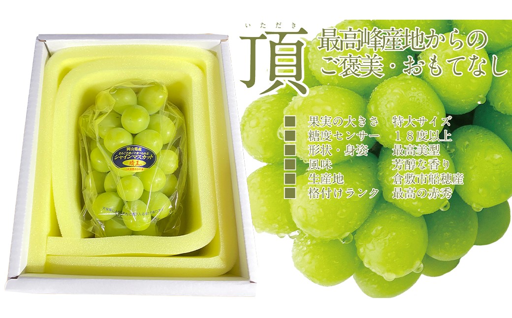 プレミアムシャインマスカット晴王 船穂Ver 赤秀ぶどう 2房 約1.4kg