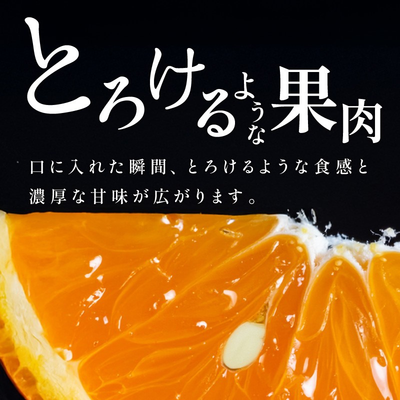 【2026年発送 先行予約品】