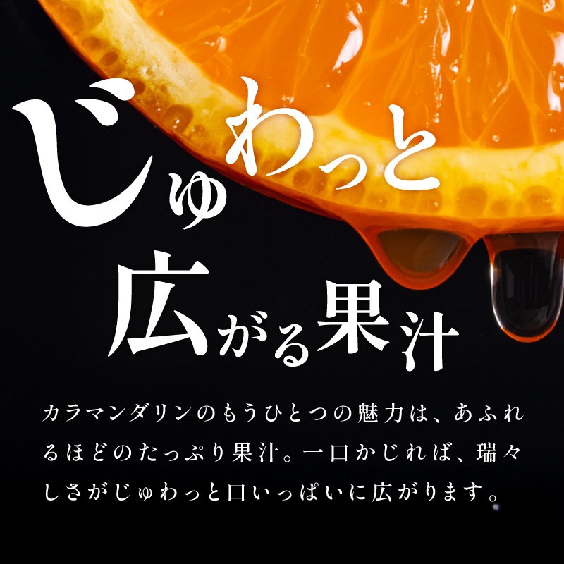 【2026年発送 先行予約品】