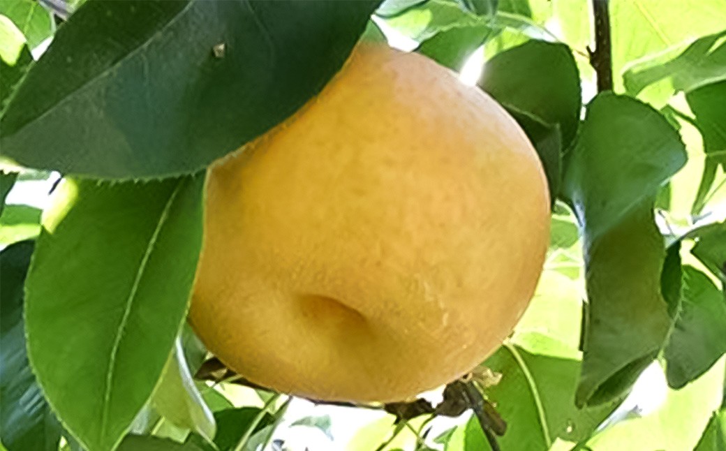 《先行予約》「山之上果実農業協同組合」山之上の梨 幸水 1箱 約2.5kg 5-8玉