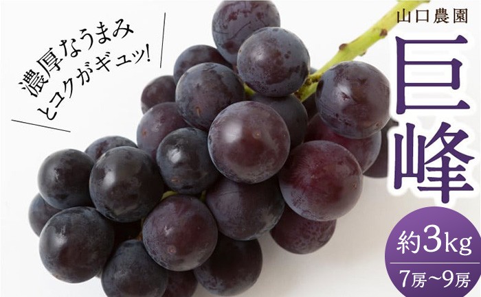 【先行予約】山口農園 巨峰 7房 から 9房 （ 約3kg ） 