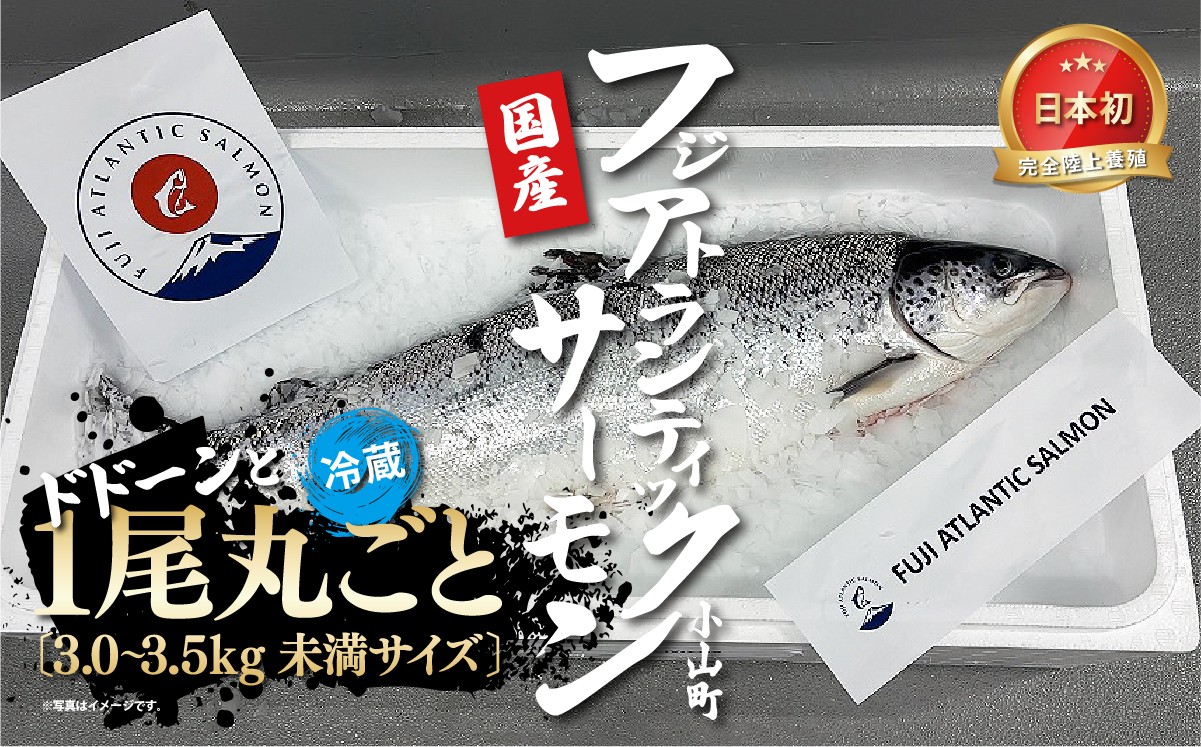 フジアトランティックサーモン　一尾