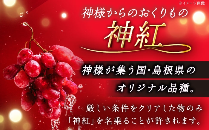 フルーツ 果物 ぶどう セット 食べ比べ 贈答用