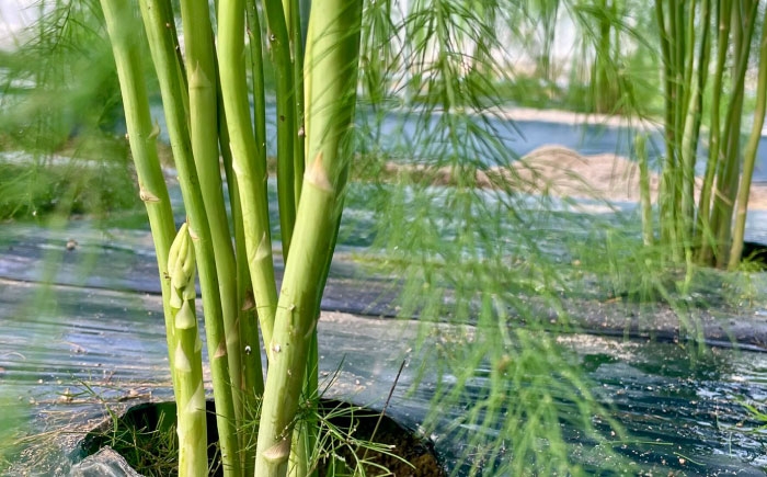 アスパラ アスパラガス グリーンアスパラガス 季節の野菜 春野菜 夏野菜 先行予約 島根