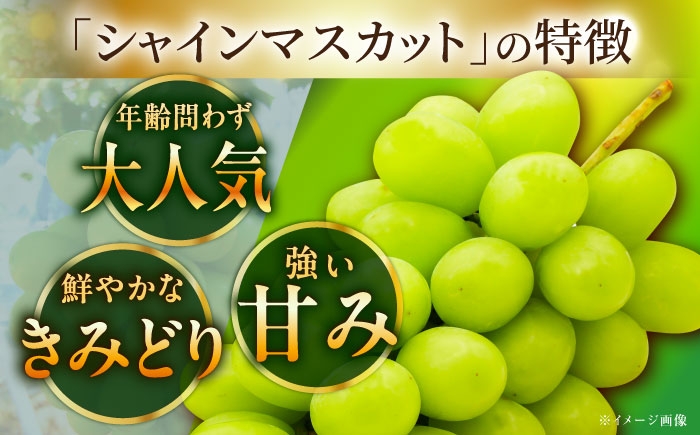 フルーツ 果物 ぶどう セット 食べ比べ 贈答用