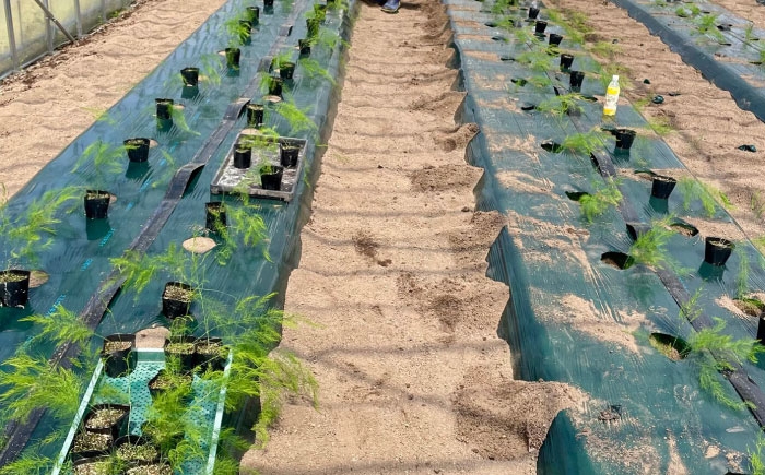 アスパラ アスパラガス グリーンアスパラガス 季節の野菜 春野菜 先行予約 島根