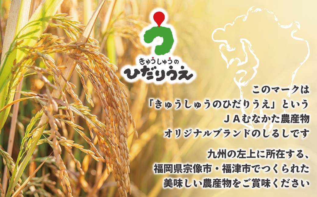 【令和7年産】JAよりお届け！福岡県ブランド米「元気つくし」10kg