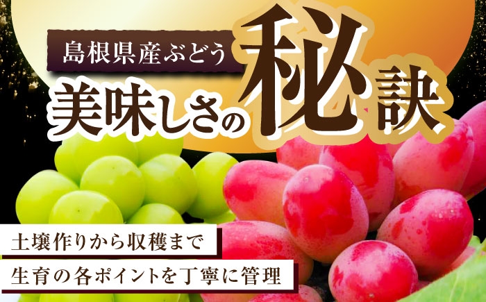 フルーツ 果物 ぶどう セット 食べ比べ 家庭用 訳あり
