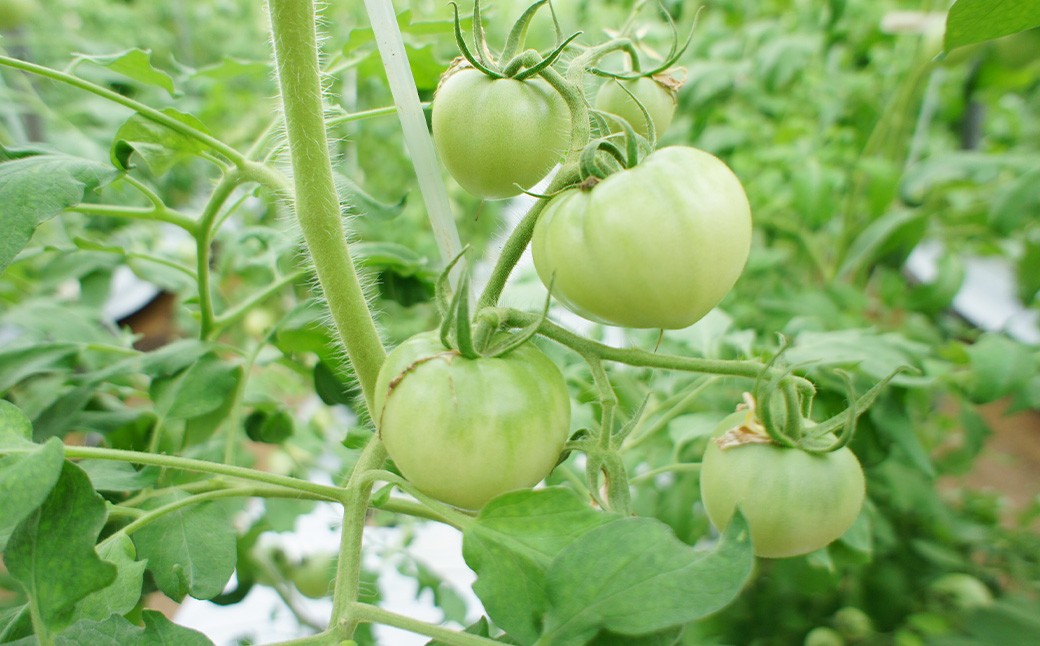 フルーツトマト 糖度7度以上 農薬不使用（栽培期間中） 水耕栽培 産地直送 高リコピン 橘農園