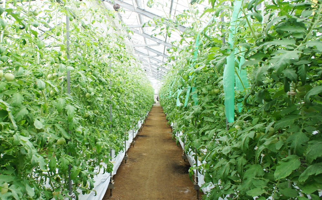 フルーツトマト 糖度7度以上 農薬不使用（栽培期間中） 水耕栽培 産地直送 高リコピン 橘農園