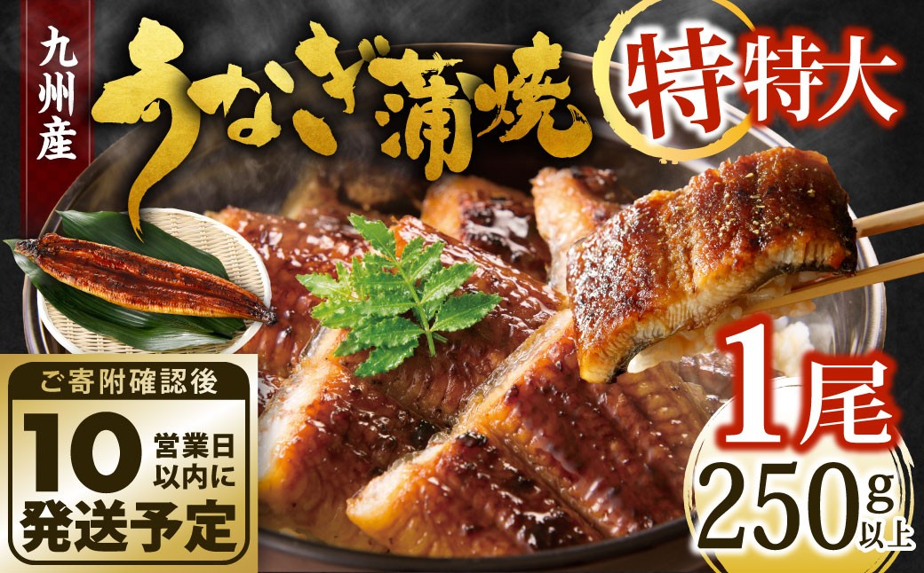 【10営業日発送】 九州産 うなぎ蒲焼 特特大 1尾 （250～266g）