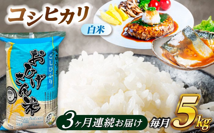 米 お米 5kg 5キロ 定期便 白米 精米 新米 愛知県 国産 コシヒカリ