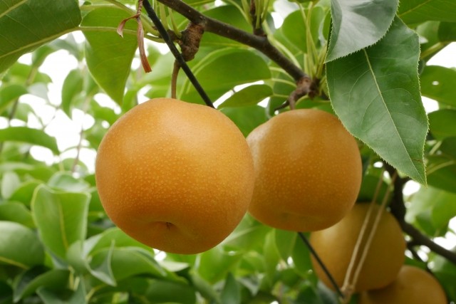 ～清流と高原の風が育む、信州の香りと甘み～　　