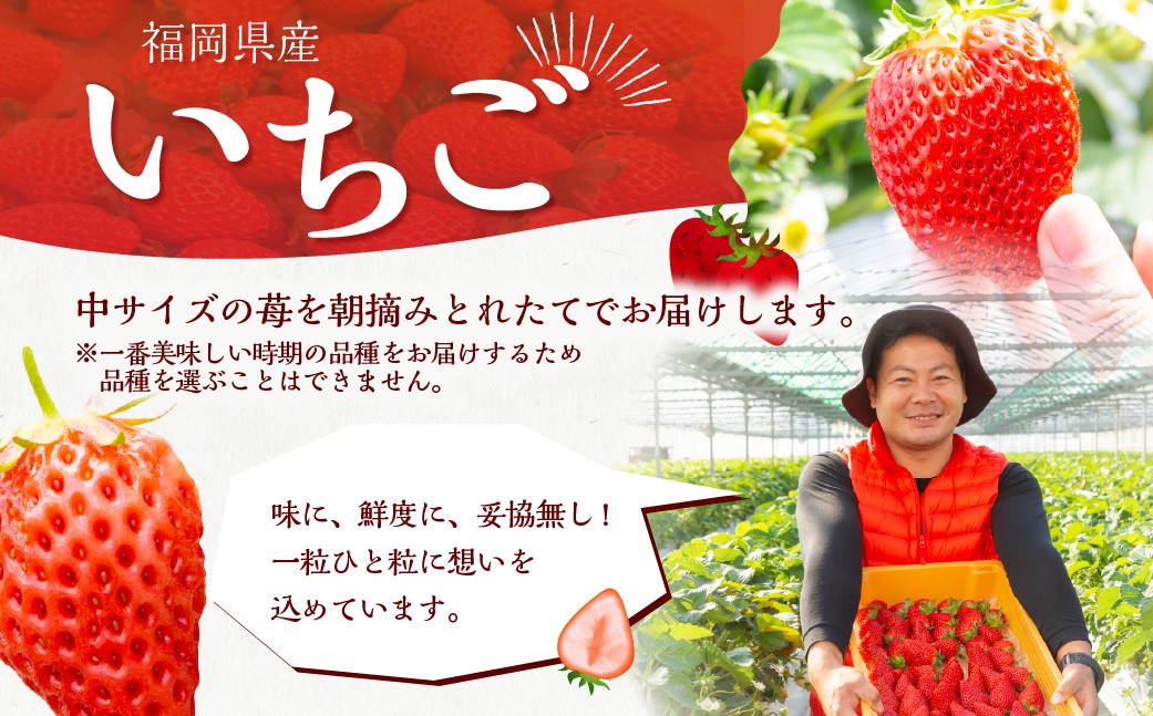よかもんいちご 2品または3品種食べ比べセット 6パック入り