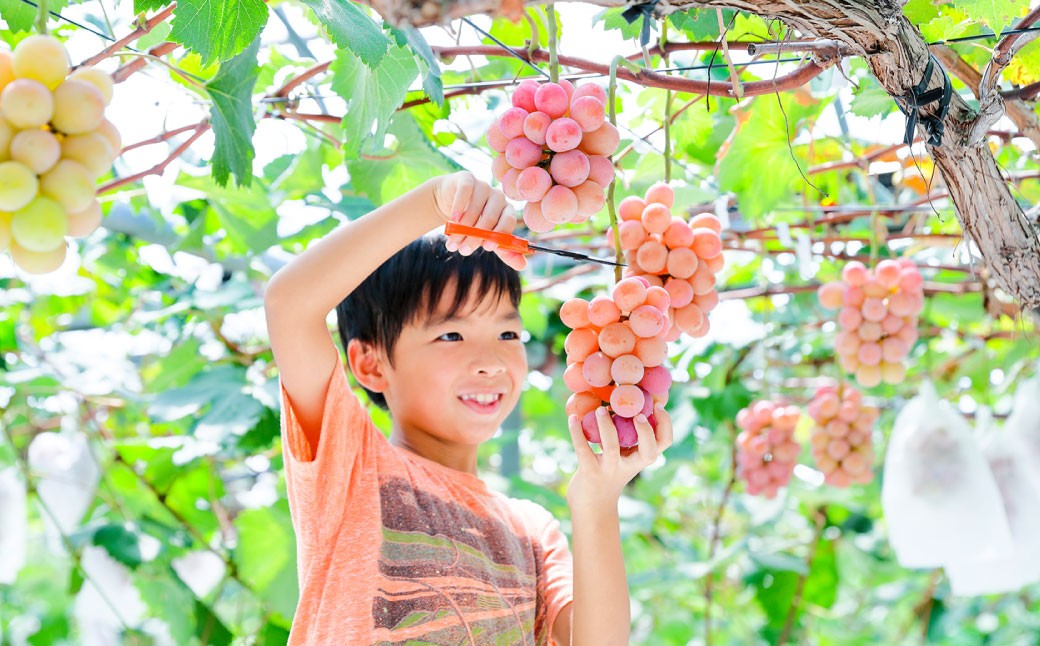 観光農園吉次園の「旬を味わうフルーツ狩りパスポート」