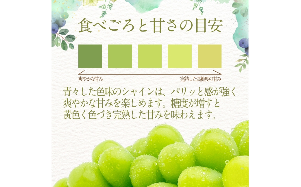  プレミアム シャインマスカット 晴王 1房 約600g