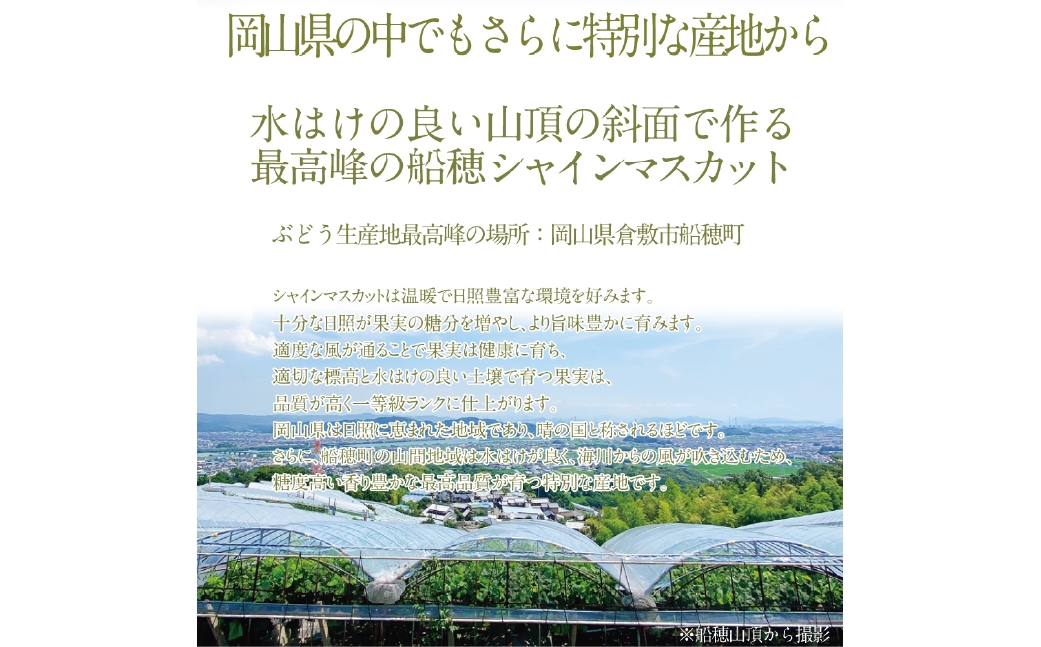  【2回定期便】プレミアム シャインマスカット 晴王 1房 約700g
