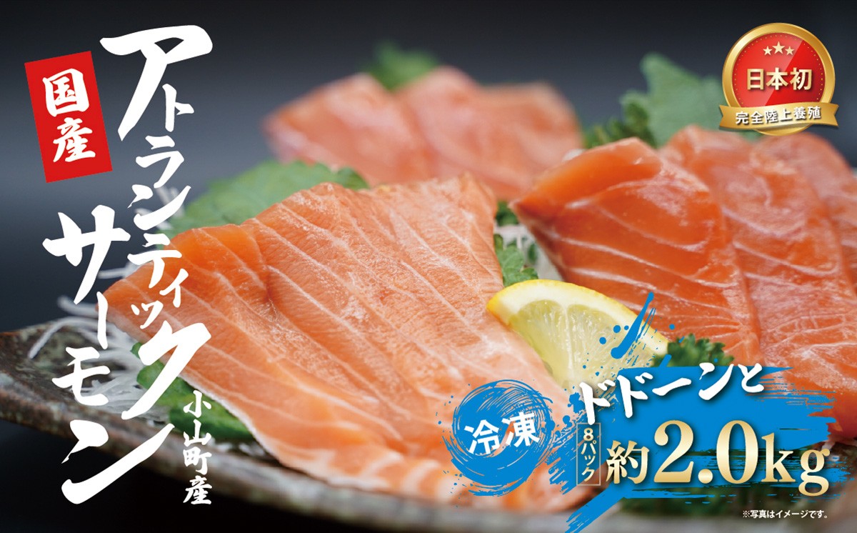 国産 アトランティックサーモン