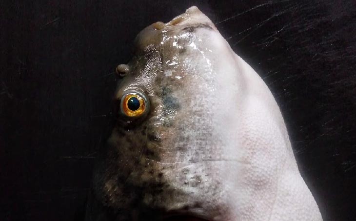 【FUKUototo】熟成てっさ(四人前)