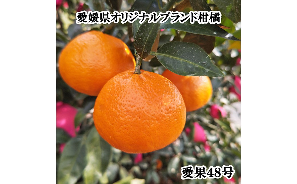 【希望の島】 愛果48号 特選品 中玉 2kg