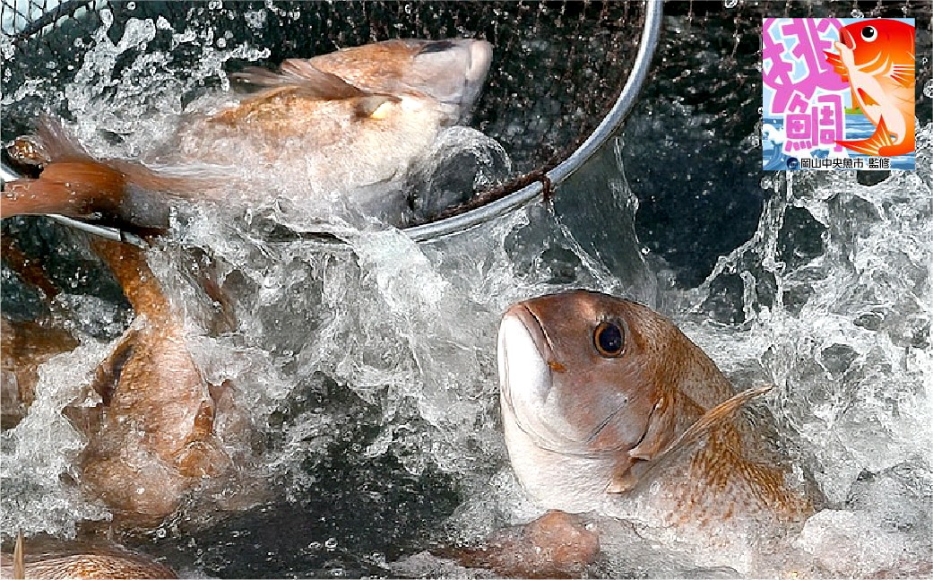 岡山ブランド魚 桃鯛 桃鯛の丸ごと1尾食べ比べセット