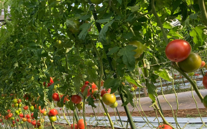 トマト とまと tomato トマトジュース 野菜 やさい サラダ 完熟 甘い 新鮮 フルーツトマト リコピン 産地直送