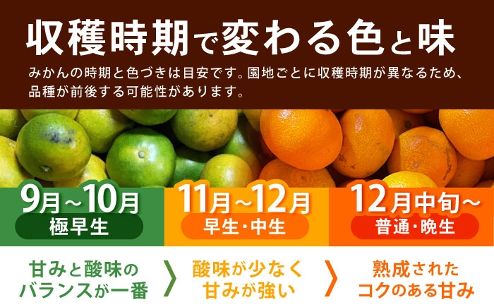 伊木力みかん みかん 蜜柑 ミカン オレンジ 柑橘 果物 フルーツ 冬 こたつ 濃厚 甘い 甘味 ジューシー 果汁 おすすめ