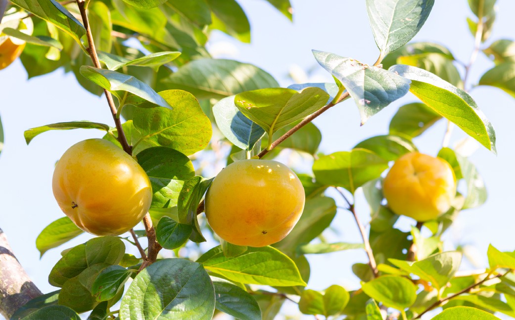 【先行予約】 西見柿農園 太秋柿 7玉から8玉 （約3kg）