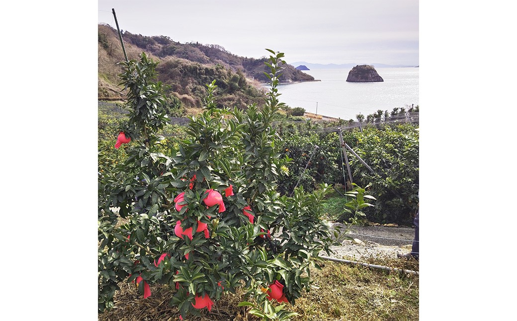 【希望の島】 愛果48号 特選品 中玉 2kg