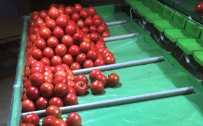 トマト とまと tomato トマトジュース 野菜 やさい サラダ 完熟 甘い 新鮮 フルーツトマト リコピン 産地直送