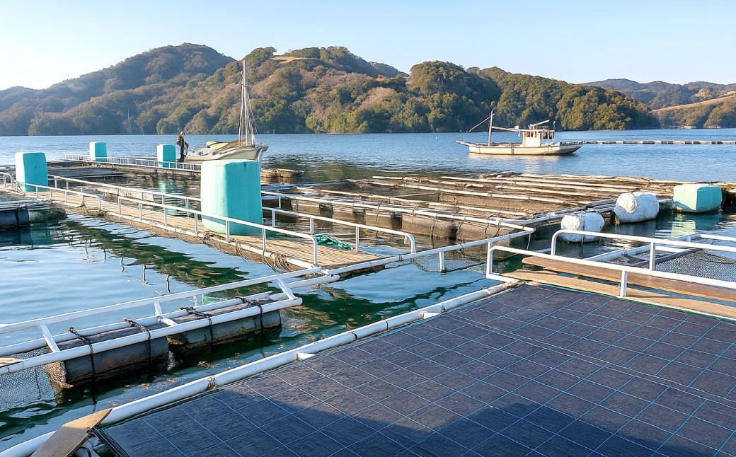岡山ブランド魚 桃鯛 鯛めしセット